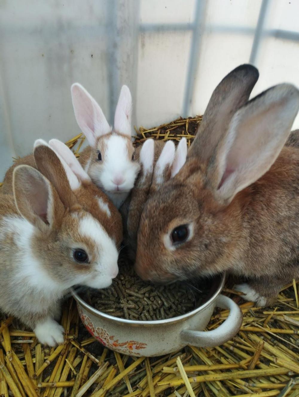 De Smishoeve Met Kinderpret, Dieren En Wellness Heers Exterior foto