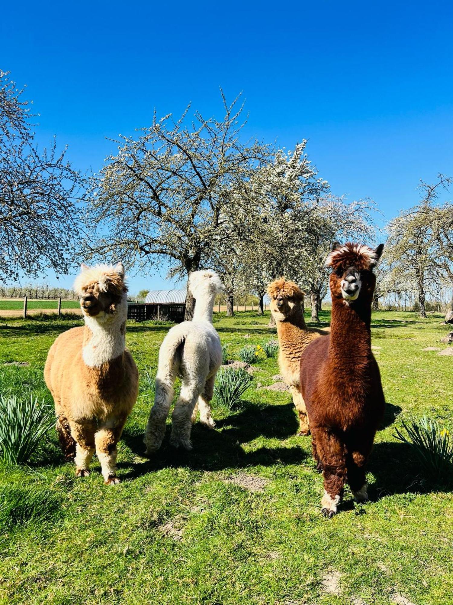 De Smishoeve Met Kinderpret, Dieren En Wellness Heers Exterior foto